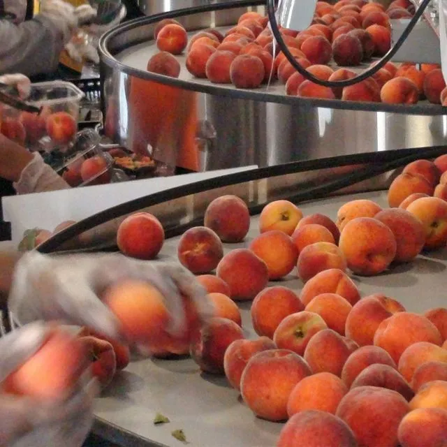 thumbnail for publication: Harvesting and Postharvest Handling of Stonefruits in Florida
